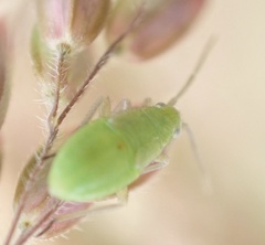 Plagiognathus arbustorum