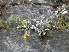 Pentanema verbascifolium