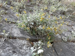 Pentanema verbascifolium