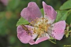 Chrysanthia viridissima