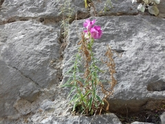 Antirrhinum majus