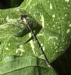 Lestes eurinus