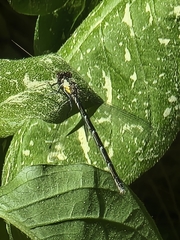 Lestes eurinus