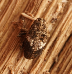 Ampagia cognata