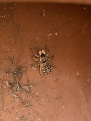 Menemerus semilimbatus