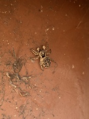 Menemerus semilimbatus
