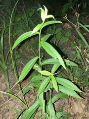 Borodinia canadensis