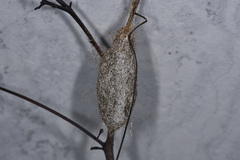 Saturnia pyretorum