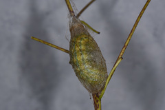 Saturnia pyretorum