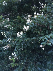 Cephalanthus tetrandra