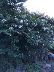 Cephalanthus tetrandra