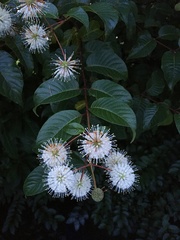Cephalanthus tetrandra