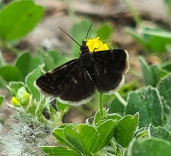 Heliothela wulfeniana