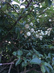 Cephalanthus tetrandra
