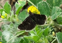 Heliothela wulfeniana