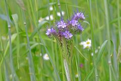 Phacelia tanacetifolia