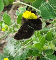 Heliothela wulfeniana