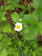 Fragaria vesca
