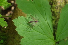Ptychoptera albimana