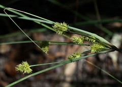 Cyperus conicus