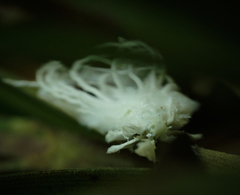 Flatidae