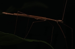 Sipyloidea larryi