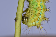 Saturnia pyretorum