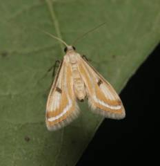 Tetrernia teminitis