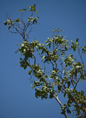 Corymbia grandifolia