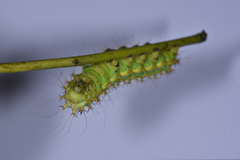 Saturnia pyretorum