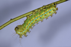 Saturnia pyretorum