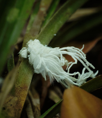 Flatidae