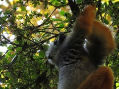 Propithecus diadema