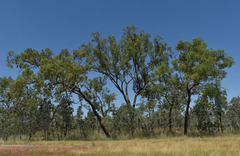 Corymbia polycarpa