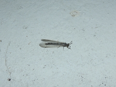 Myrmeleon inconspicuus