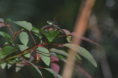 Davidius fruhstorferi