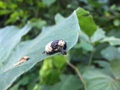 Sternuchopsis trifida