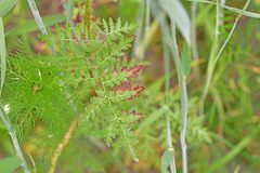Phacelia tanacetifolia