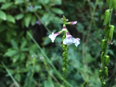 Phryma
