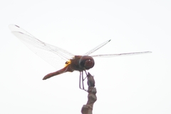 Urothemis signata