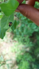 Harmonia axyridis