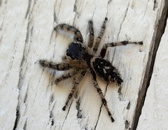 Phidippus otiosus