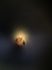 Monomorium sahlbergi