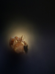 Monomorium sahlbergi