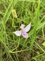 Calopogon oklahomensis