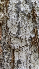 Biscogniauxia atropunctata