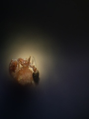 Monomorium sahlbergi