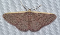 Idaea inversata