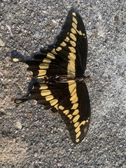 Heraclides cresphontes