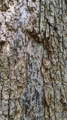 Biscogniauxia atropunctata